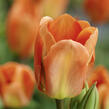 Tulipán Fosterův 'Apricot Emperor' - Tulipa Fosteriana 'Apricot Emperor'