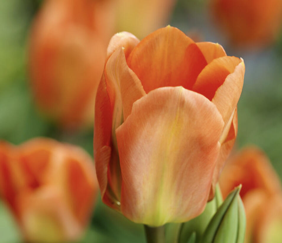 Tulipán Fosterův 'Apricot Emperor' - Tulipa Fosteriana 'Apricot Emperor'