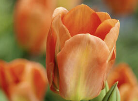 Tulipán Fosterův 'Apricot Emperor' - Tulipa Fosteriana 'Apricot Emperor'