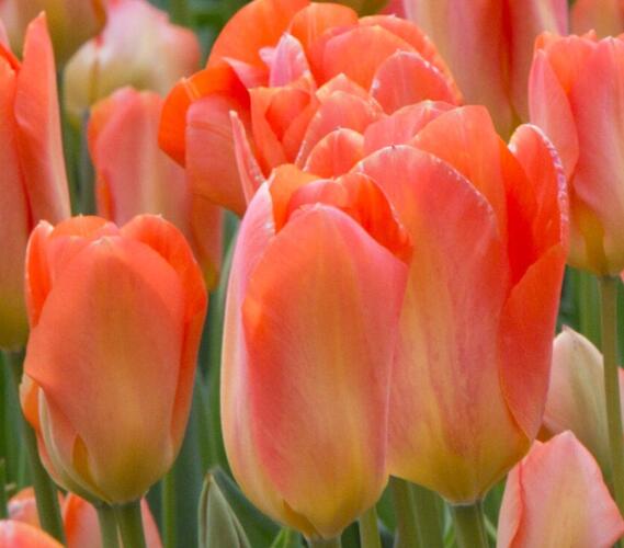 Tulipán Fosterův 'Apricot Emperor' - Tulipa Fosteriana 'Apricot Emperor'