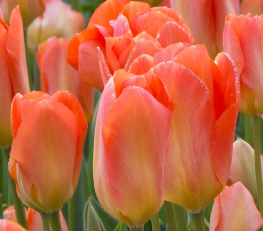 Tulipán Fosterův 'Apricot Emperor' - Tulipa Fosteriana 'Apricot Emperor'