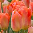 Tulipán Fosterův 'Apricot Emperor' - Tulipa Fosteriana 'Apricot Emperor'