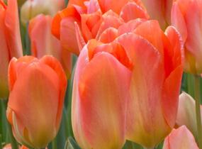 Tulipán Fosterův 'Apricot Emperor' - Tulipa Fosteriana 'Apricot Emperor'