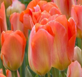 Tulipán Fosterův 'Apricot Emperor' - Tulipa Fosteriana 'Apricot Emperor'