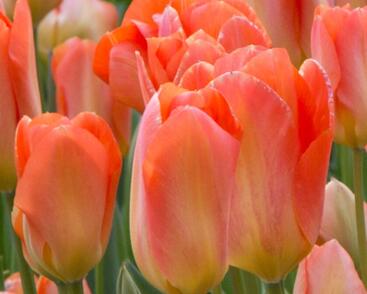 Tulipán Fosterův 'Apricot Emperor'