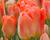 Tulipán Fosterův 'Apricot Emperor'
