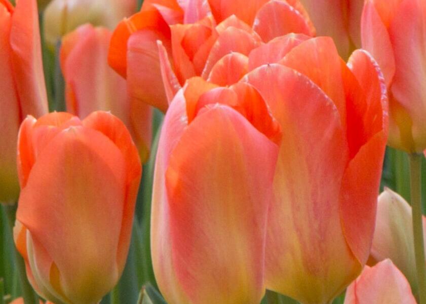 Tulipán Fosterův 'Apricot Emperor' - Tulipa Fosteriana 'Apricot Emperor'