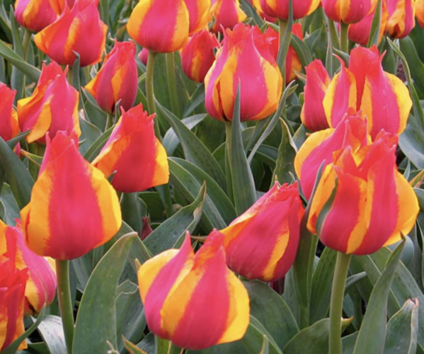 Tulipán Greigův 'Kiev' - Tulipa Greigii 'Kiev'