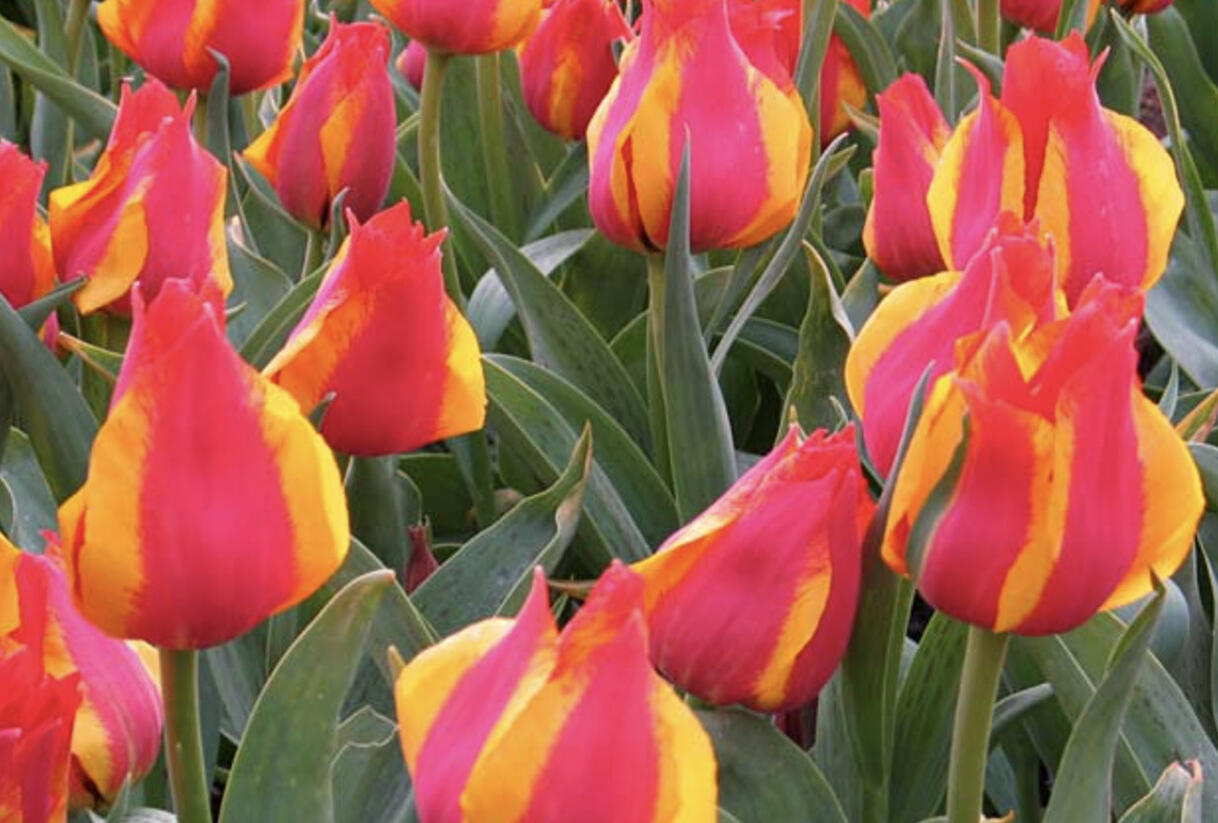 Tulipán Greigův 'Kiev' - Tulipa Greigii 'Kiev'