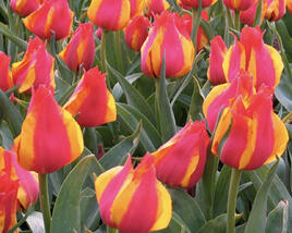 Tulipán Greigův 'Kiev'