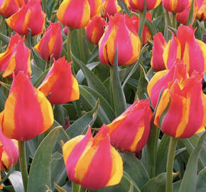 Tulipán Greigův 'Kiev'