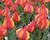Tulipán Greigův 'Kiev'