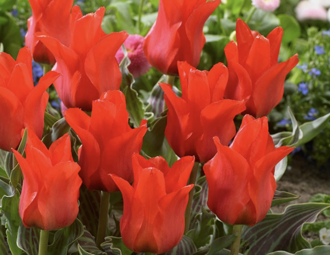 Tulipán Greigův 'Red Riding Hood Double' - Tulipa Greigii 'Red Riding Hood Double'