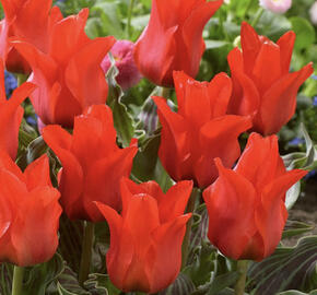 Tulipán Greigův 'Red Riding Hood Double'