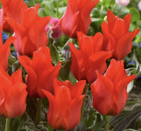 Tulipán Greigův 'Red Riding Hood Double' - Tulipa Greigii 'Red Riding Hood Double'