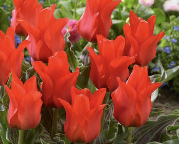 Tulipán Greigův 'Red Riding Hood Double'