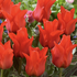 Tulipa Greigii 'Red Riding Hood Double'.png