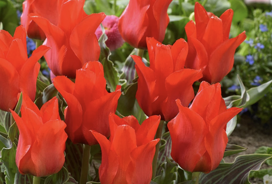 Tulipán Greigův 'Red Riding Hood Double' - Tulipa Greigii 'Red Riding Hood Double'