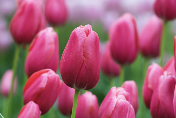 Tulipán jednoduchý pozdní 'Renown' - Tulipa Single Late 'Renown'