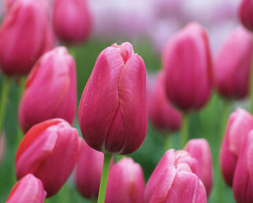 Tulipán jednoduchý pozdní 'Renown'