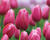 Tulipán jednoduchý pozdní 'Renown'