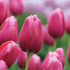 Tulipa Single Late 'Renown'.png