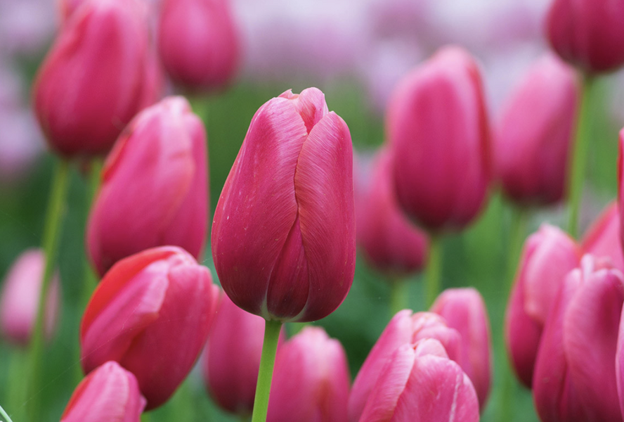 Tulipán jednoduchý pozdní 'Renown' - Tulipa Single Late 'Renown'