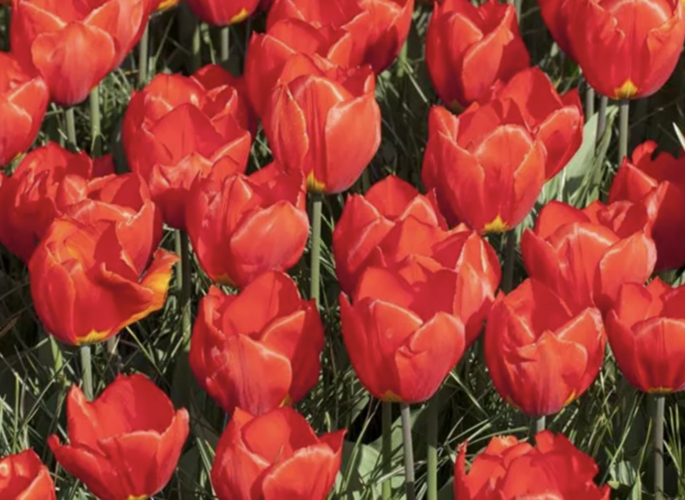 Tulipán jednoduchý raný 'Red Paradise' - Tulipa Single Early 'Red Paradise'