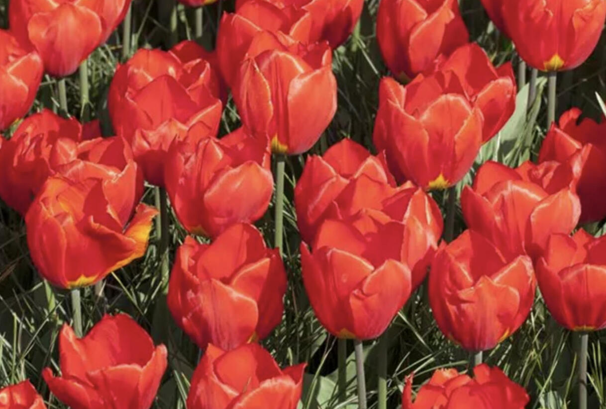 Tulipán jednoduchý raný 'Red Paradise' - Tulipa Single Early 'Red Paradise'