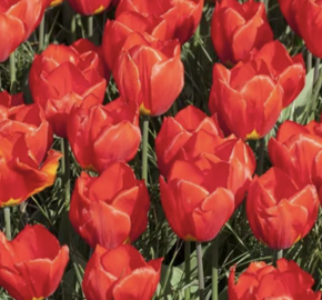 Tulipán jednoduchý raný 'Red Paradise' - Tulipa Single Early 'Red Paradise'