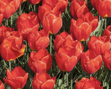 Tulipán jednoduchý raný 'Red Paradise'