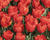 Tulipán jednoduchý raný 'Red Paradise'