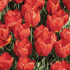 Tulipa Single Early 'Red Paradise'.png