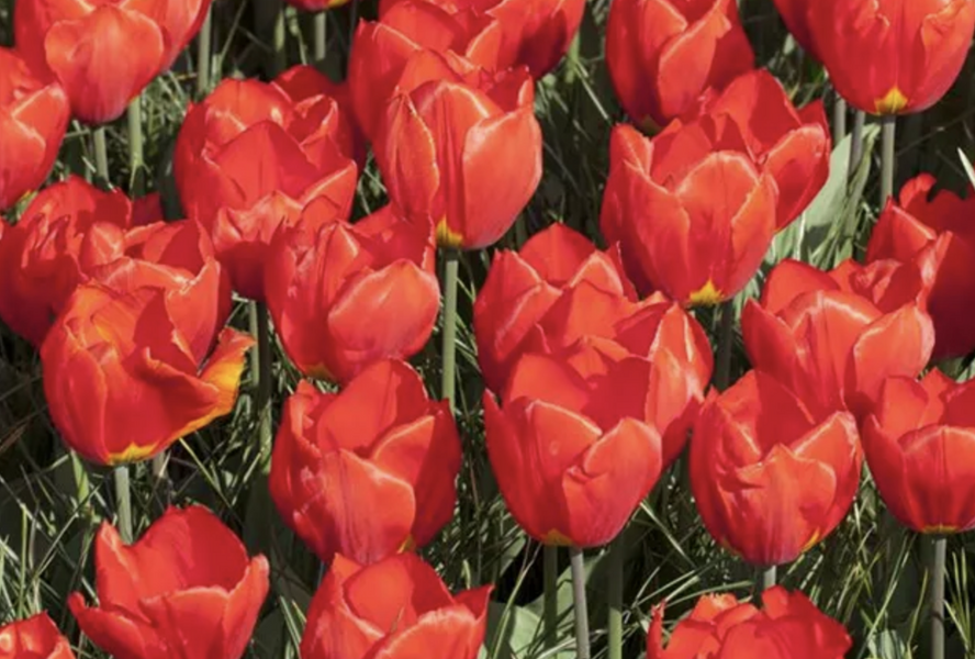 Tulipán jednoduchý raný 'Red Paradise' - Tulipa Single Early 'Red Paradise'