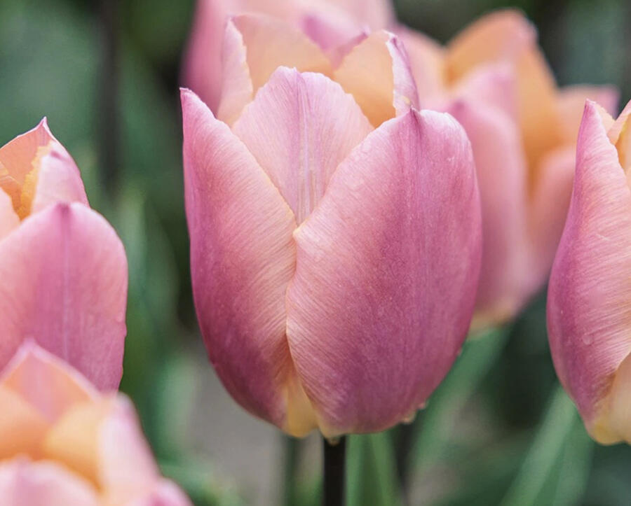 Tulipán jednoduchý raný 'Salmon Prince' - Tulipa Single Early 'Salmon Prince'