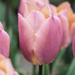 Tulipán jednoduchý raný 'Salmon Prince' - Tulipa Single Early 'Salmon Prince'