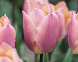 Tulipán jednoduchý raný 'Salmon Prince'