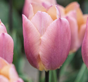 Tulipán jednoduchý raný 'Salmon Prince'