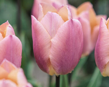 Tulipán jednoduchý raný 'Salmon Prince'