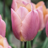 Tulipa Single Early 'Salmon Prince'.png