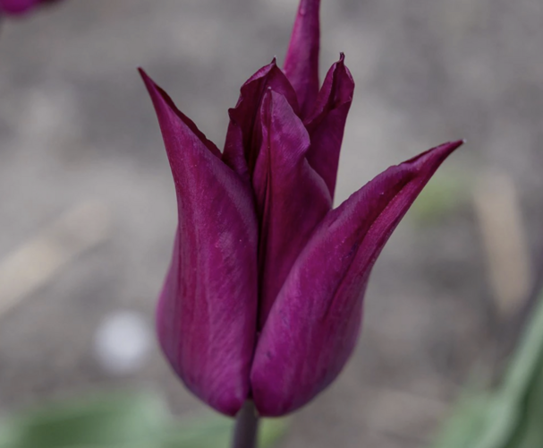 Tulipán liliovitý 'Purple Heart' - Tulipa Lily Flowering 'Purple Heart'