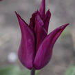 Tulipán liliovitý 'Purple Heart' - Tulipa Lily Flowering 'Purple Heart'