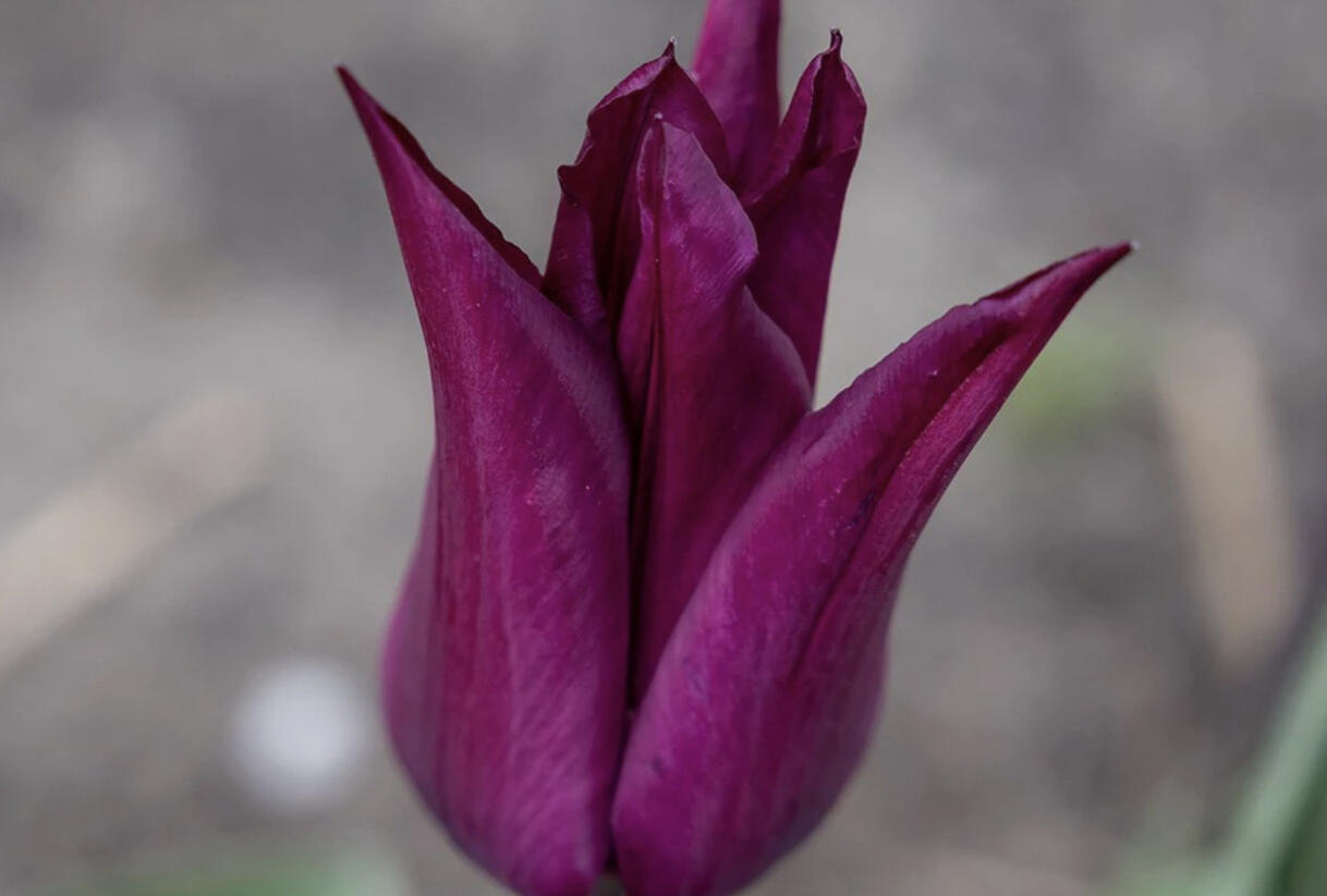 Tulipán liliovitý 'Purple Heart' - Tulipa Lily Flowering 'Purple Heart'