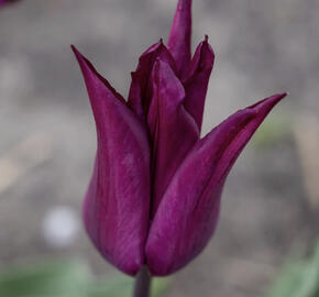 Tulipán liliovitý 'Purple Heart'