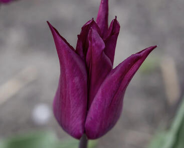 Tulipán liliovitý 'Purple Heart'