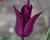Tulipán liliovitý 'Purple Heart'