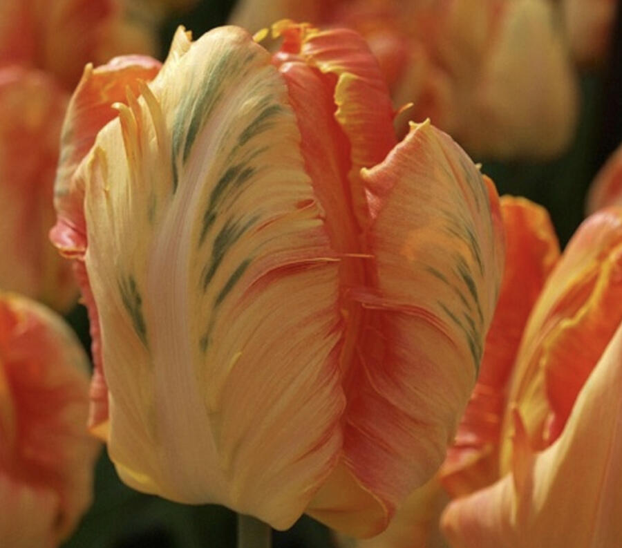 Tulipán papouškovitý 'Professor Röntgen' - Tulipa Parrot 'Professor Röntgen'