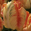 Tulipán papouškovitý 'Professor Röntgen' - Tulipa Parrot 'Professor Röntgen'