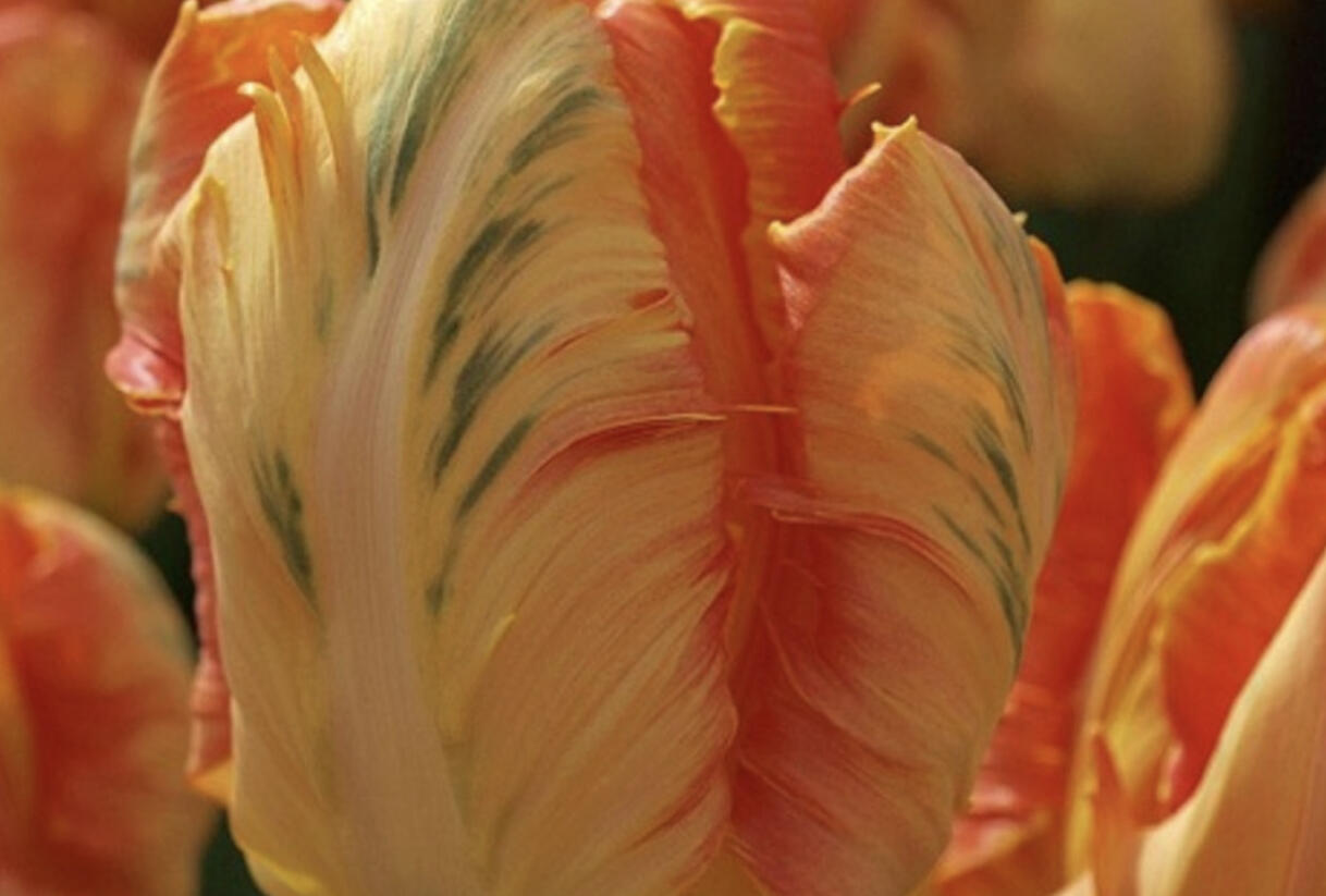 Tulipán papouškovitý 'Professor Röntgen' - Tulipa Parrot 'Professor Röntgen'