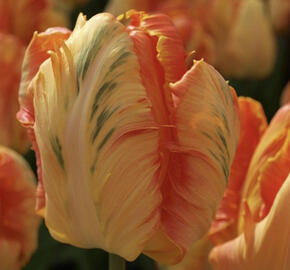 Tulipán papouškovitý 'Professor Röntgen'